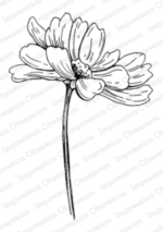 Impression Obsession - Breezy Cosmo